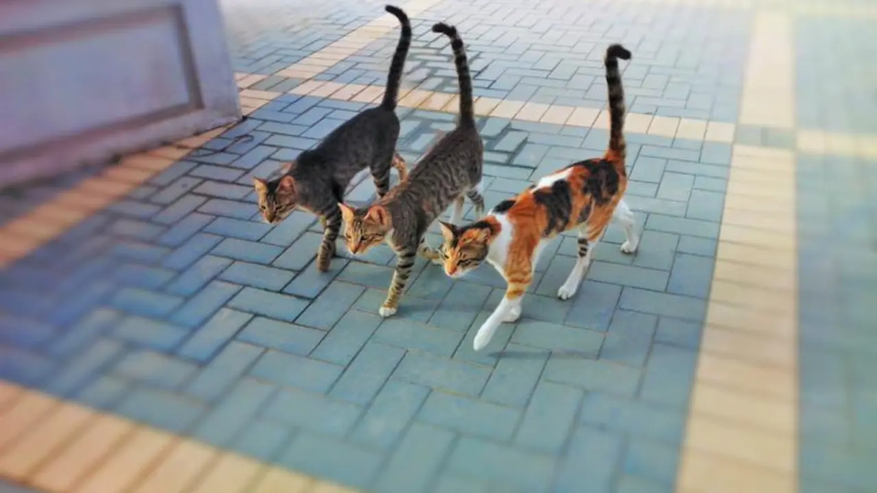  Gatos callejeros. AFFINITY 