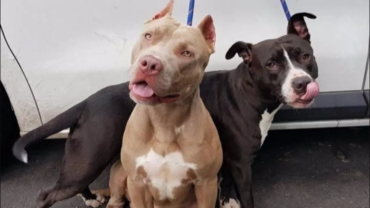  La nueva normativa dejar&aacute; de considerar a m&aacute;s de 100.000 perros como potencialmente peligrosos 