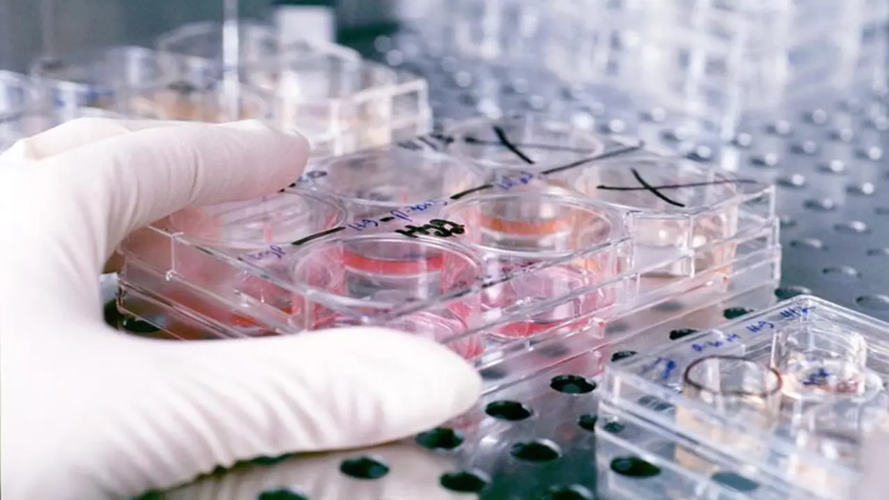 Culture trays containing human embryonic stems cells being stored in heat-controlled storage and studied by developmental biologist James Thomson's research lab.
&copy; UW-Madison News & Public Affairs  608/262-0067
Photo by:  Jeff Miller
Date: 11/98     File#: color slide