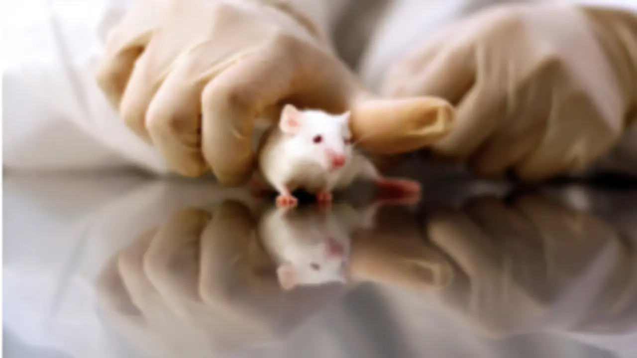  Investigaci&oacute;n con animales (Pixabay) 