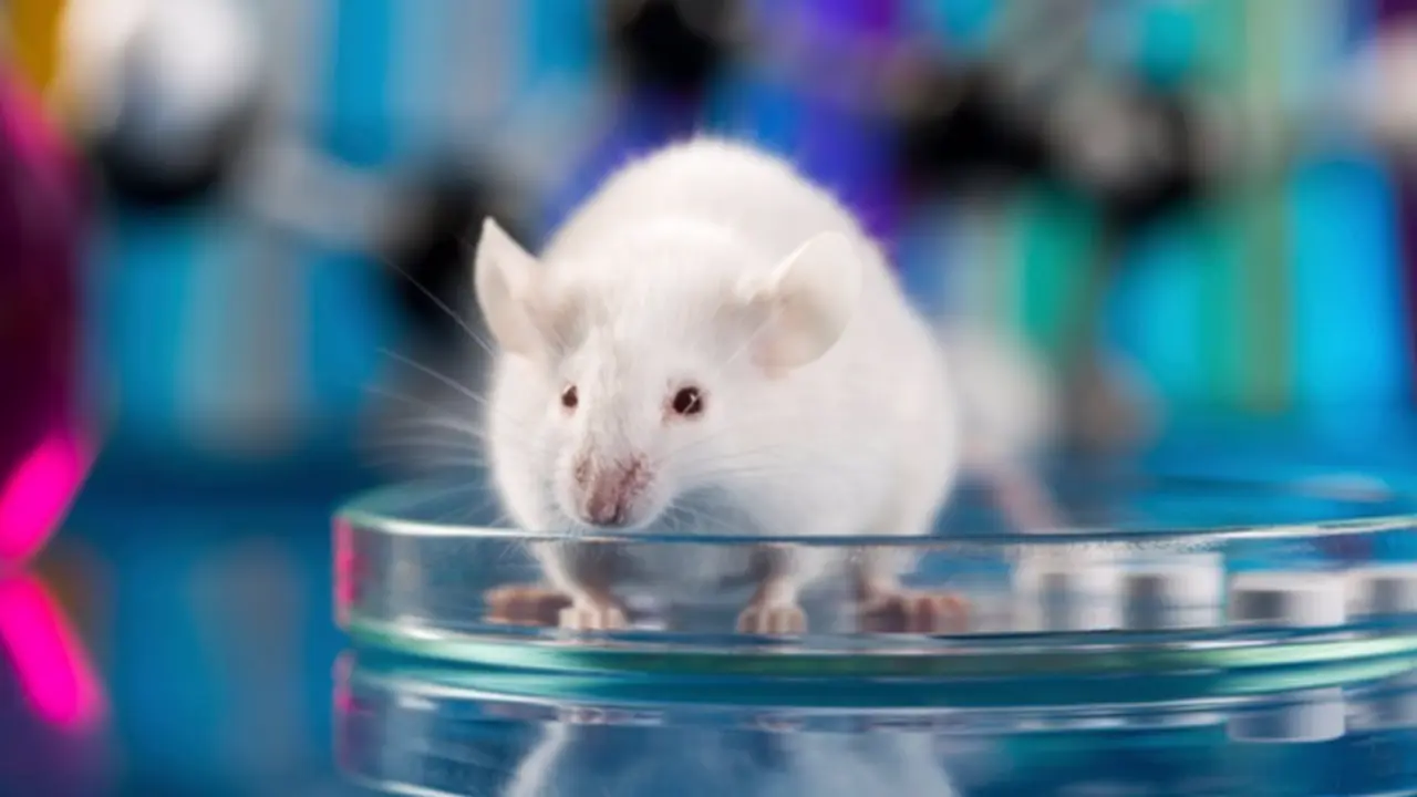  ratones laboratorio 