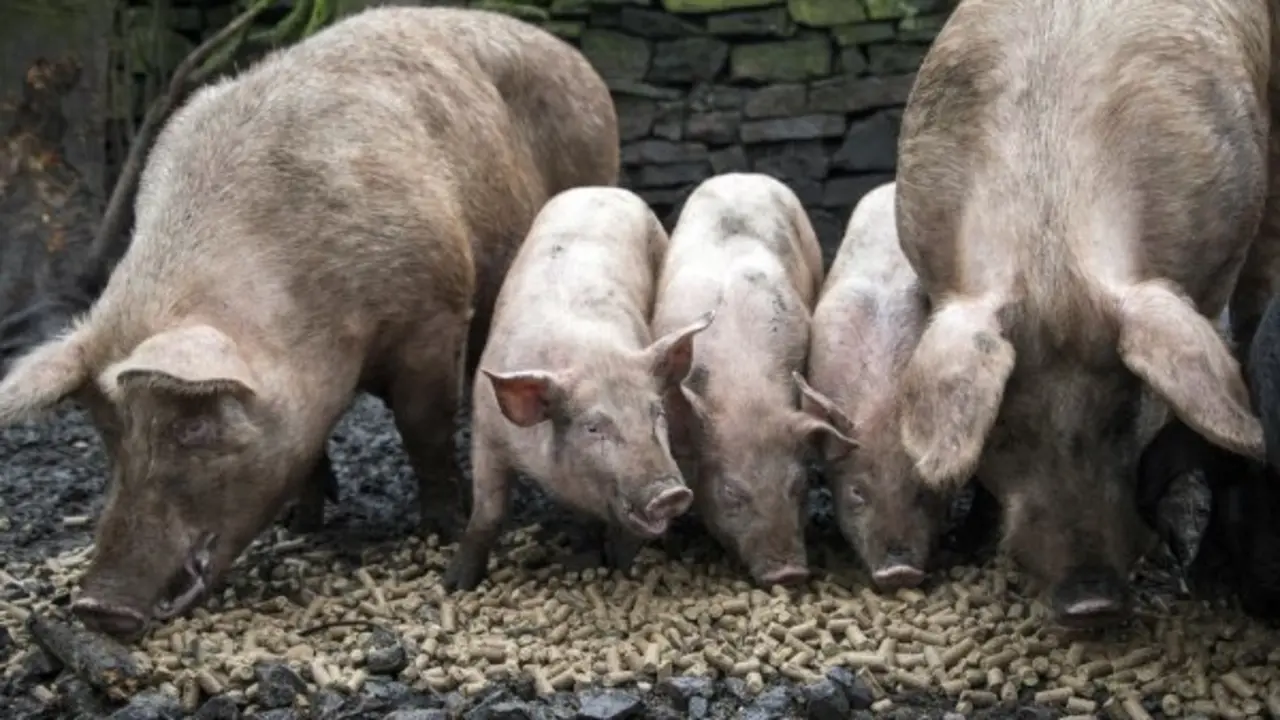  depositphotos_54543593-stock-photo-a-family-of-pigs-eating 