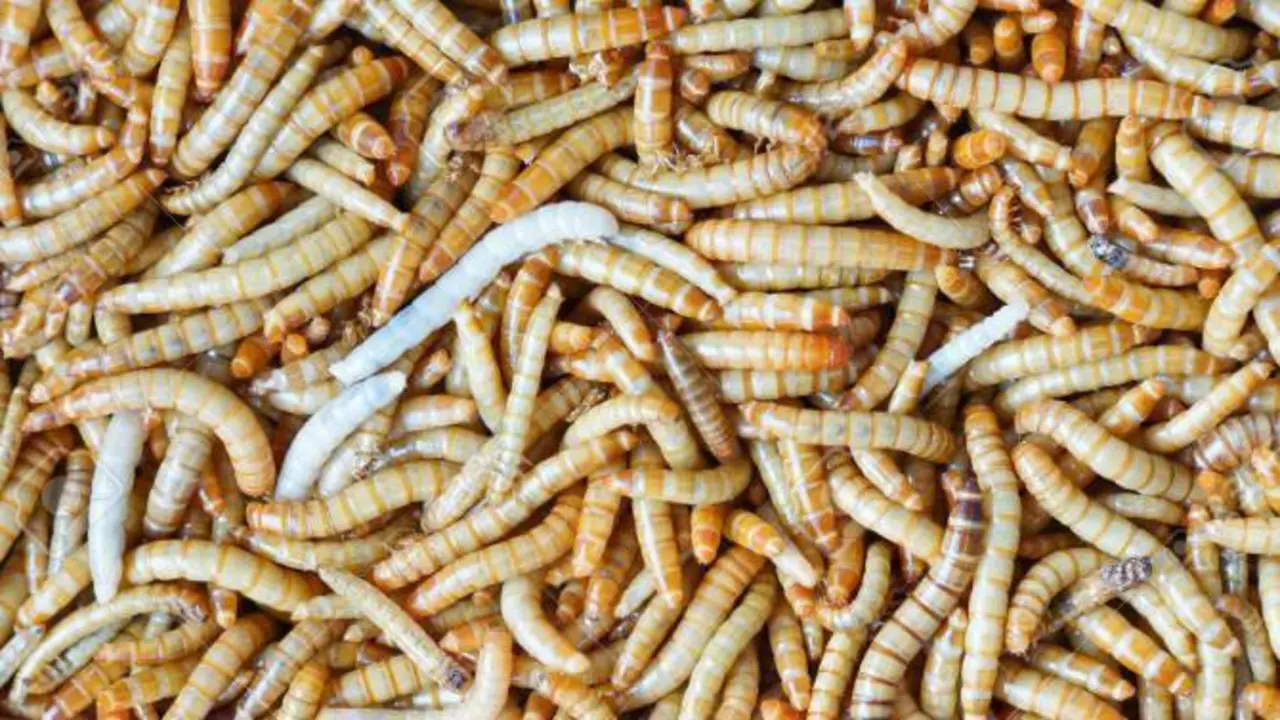  Gusano de harina, visto en Twitter: @redri3 