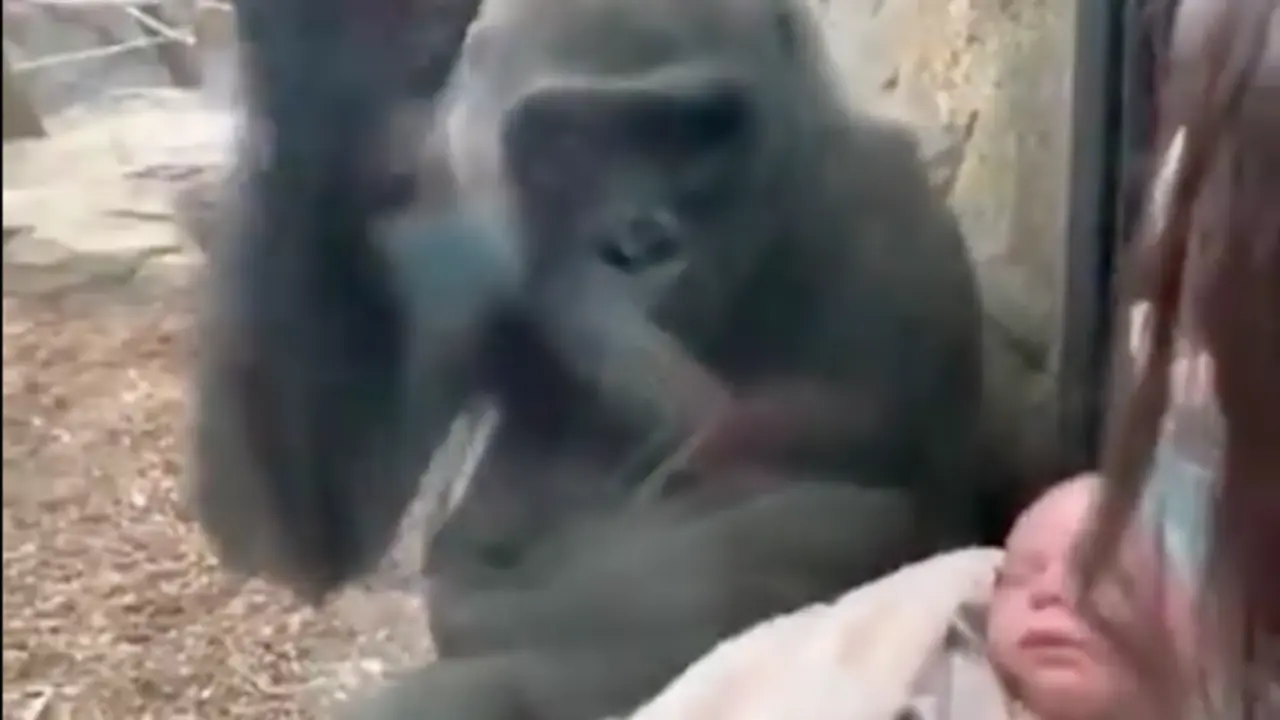  Fragmento del v&iacute;deo, visto en Twitter: @zoonewengland 