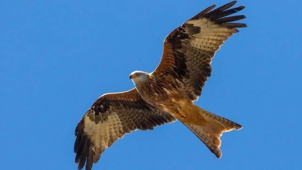  210109_milano real volando 