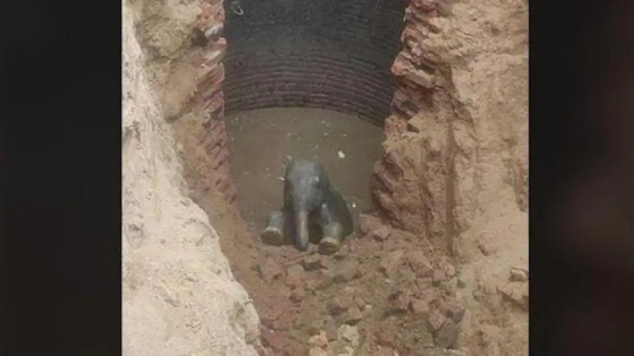  Beb&eacute; elefante en el fondo del pozo donde hab&iacute;a ca&iacute;do. 