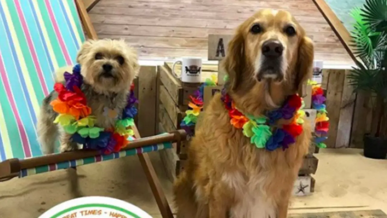  Animales en la cafeter&iacute;a. Instagram 