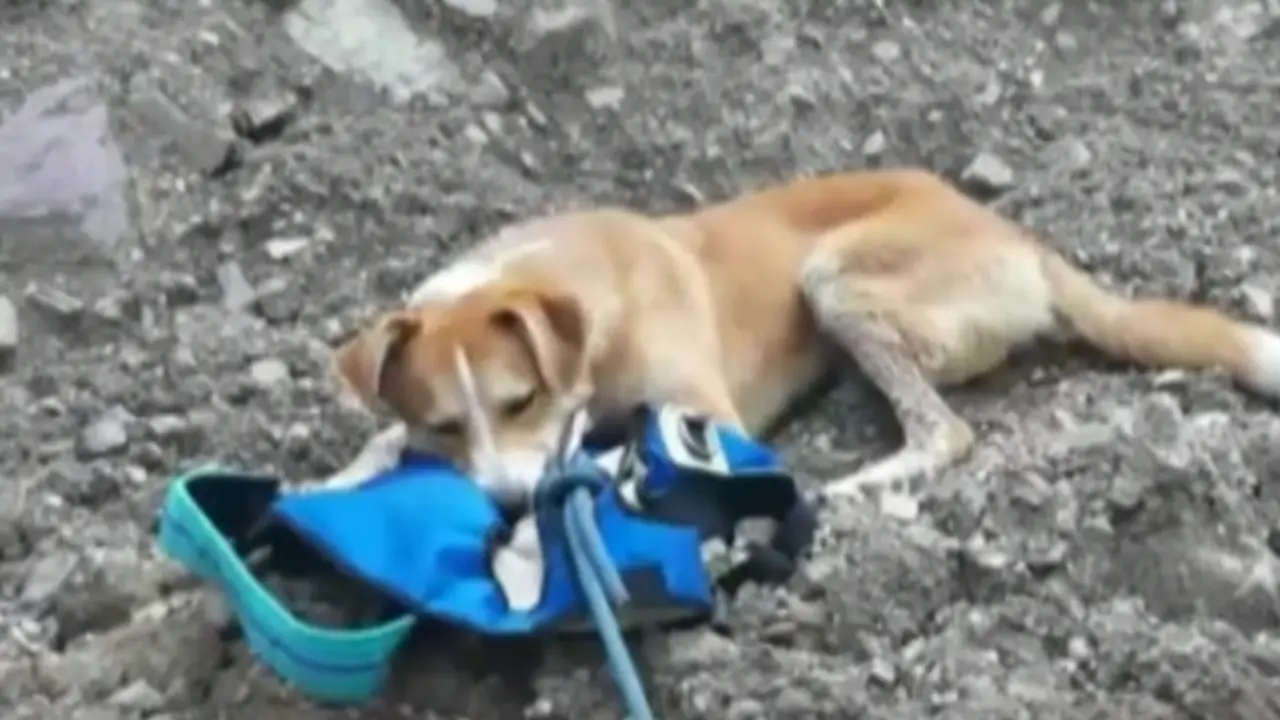  Perro rescatado por los bomberos en Udine. 