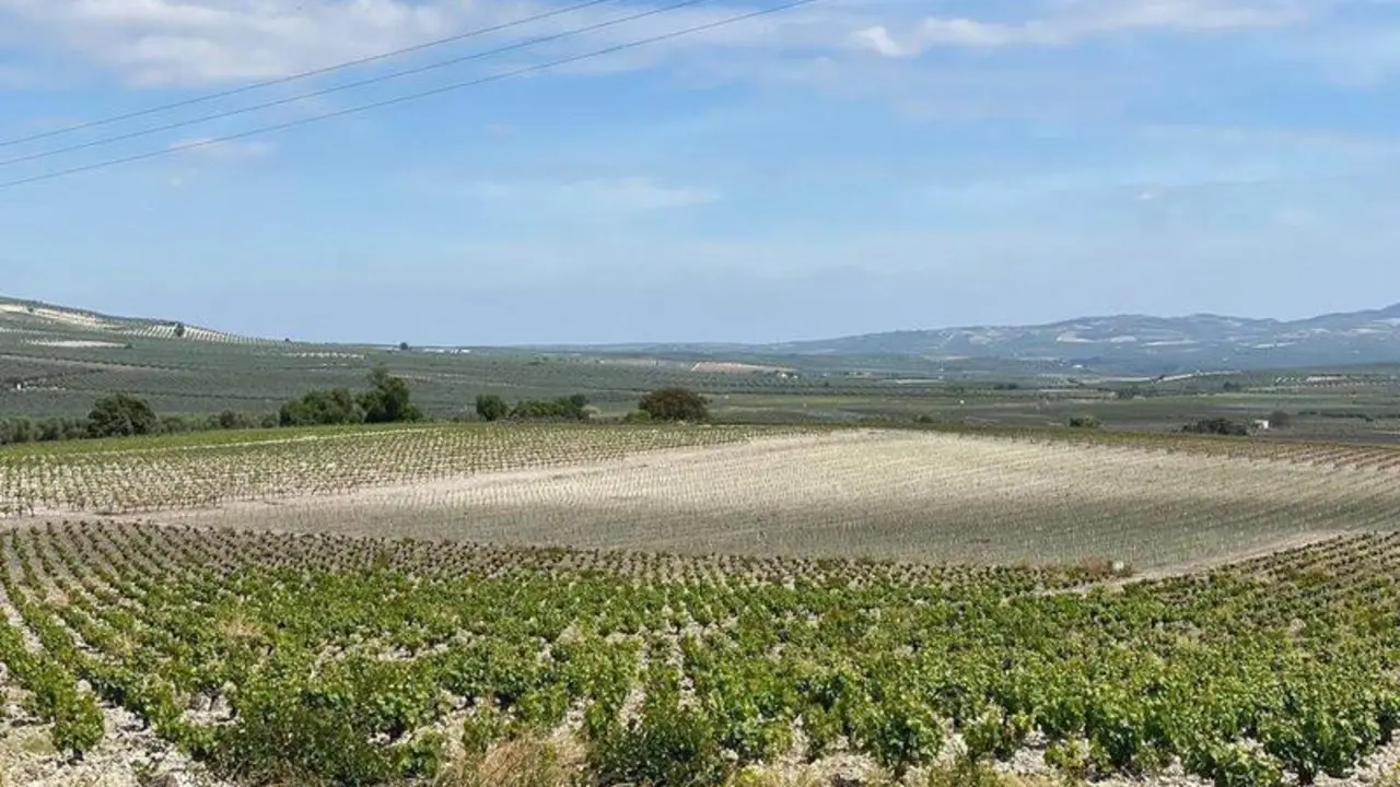  Agricultura ayudas vi&ntilde;edo 
