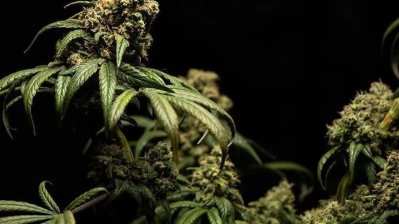 Planta de cannabis.