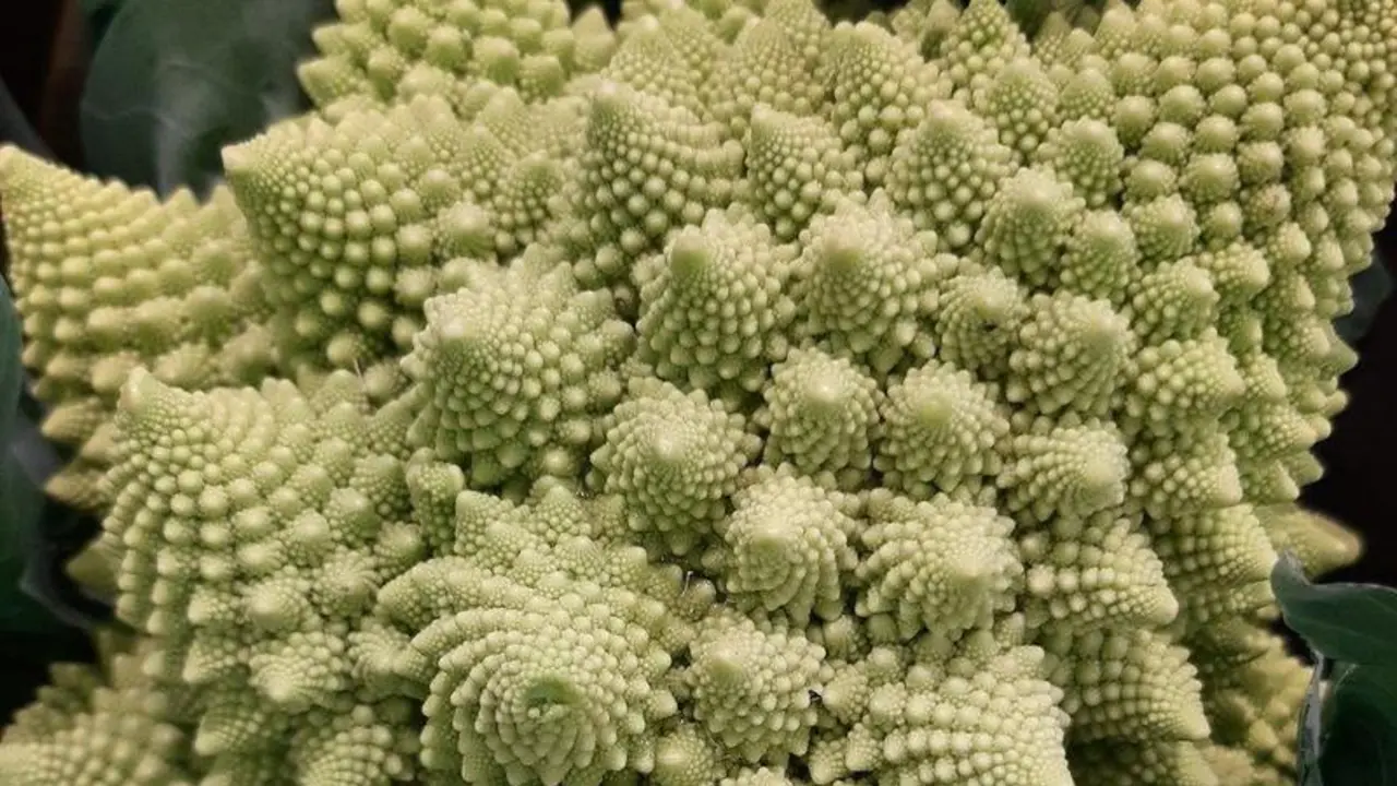  Imagen de una coliflor romanesco, cuya estructura reproduce una forma fractal. / CSIC 