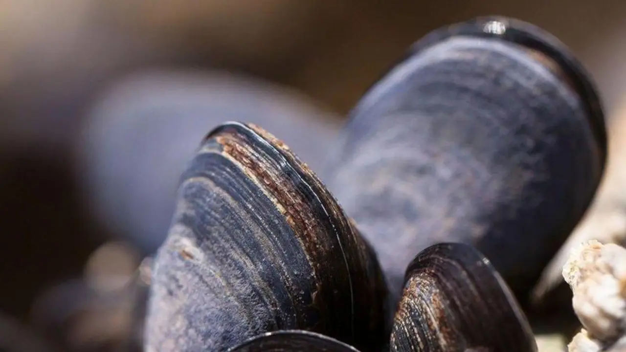  mussels-419052_1920 