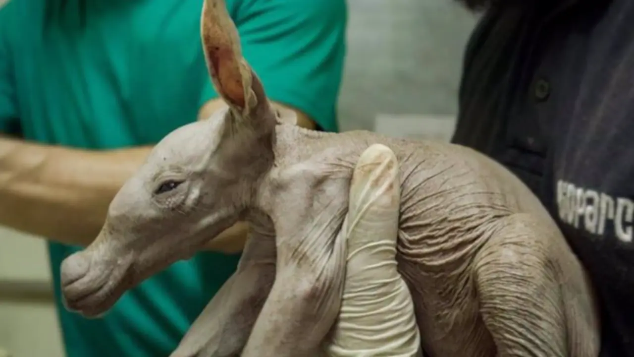  Nuevo oricteropo en Bioparc - BIOPARC 