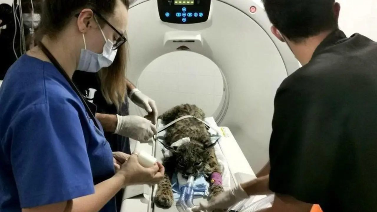  Colaboraci&oacute;n para salvar a Damero 