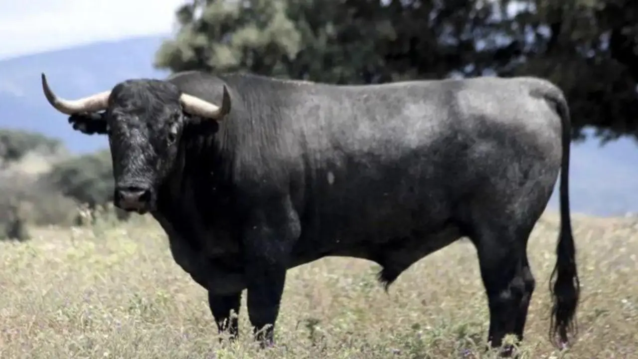  Toro Bravo | www.victorinomartin.com 