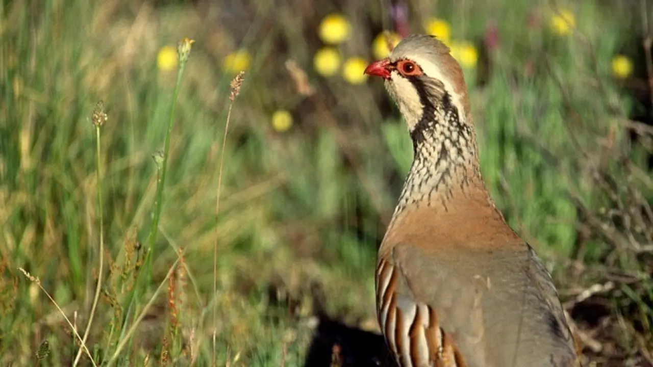  La perdiz roja. ARCHIVO 