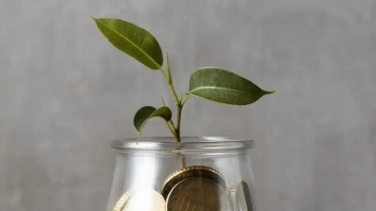  front-view-of-hand-adding-coin-to-jar-with-plant-and-other-coins 
