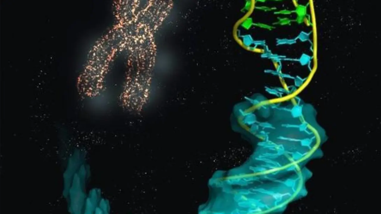  Imagen ilustrativa de la estructura de la uni&oacute;n del i-ADN (bases en verde) con el B-ADN (azul). - IQFR-CSIC 