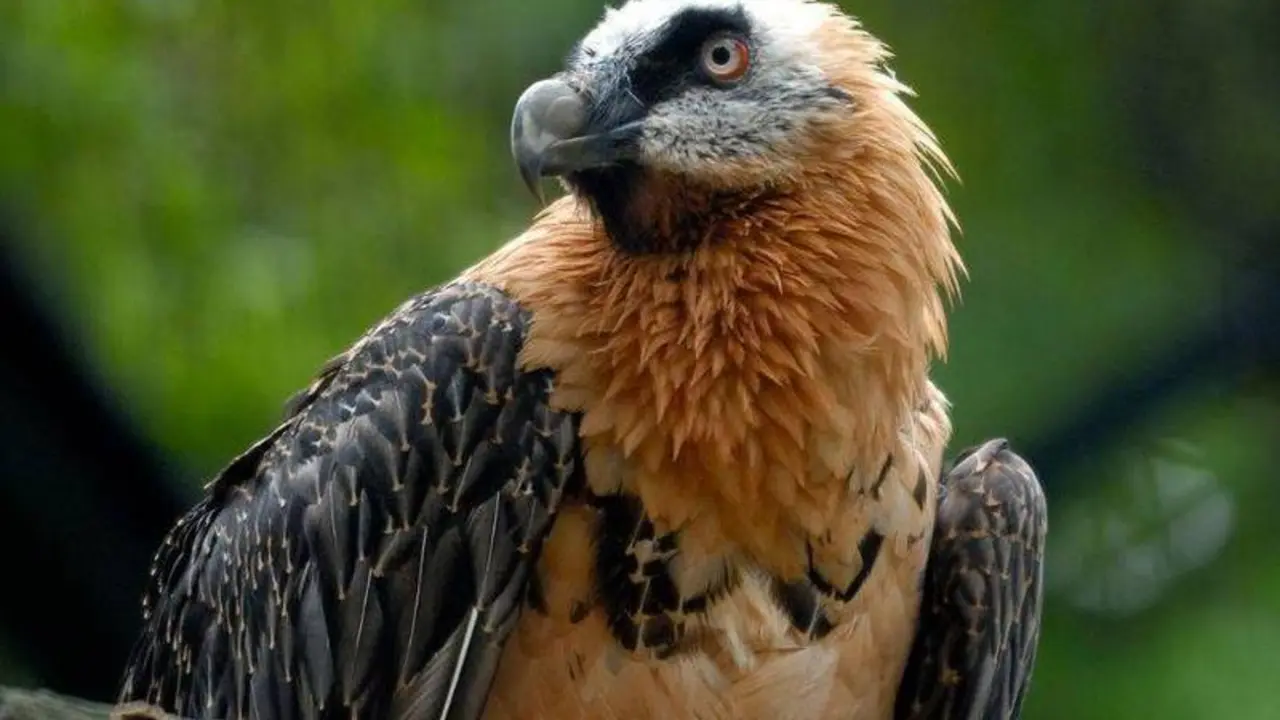  Quebrantahuesos - SINC 