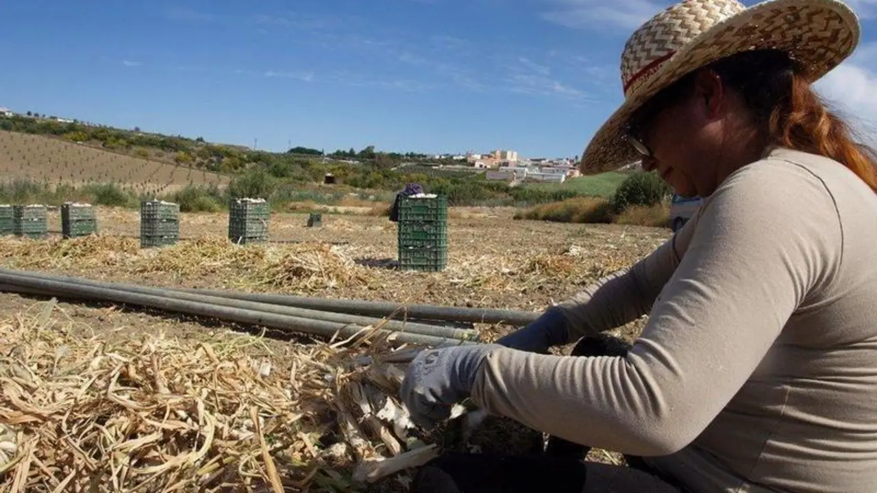  Una jornalera trabaja en la recogida del ajo en la provincia de C&oacute;rdoba, en una imagen de archivo. - DIPUTACI&Oacute;N DE C&Oacute;RDOBA - 