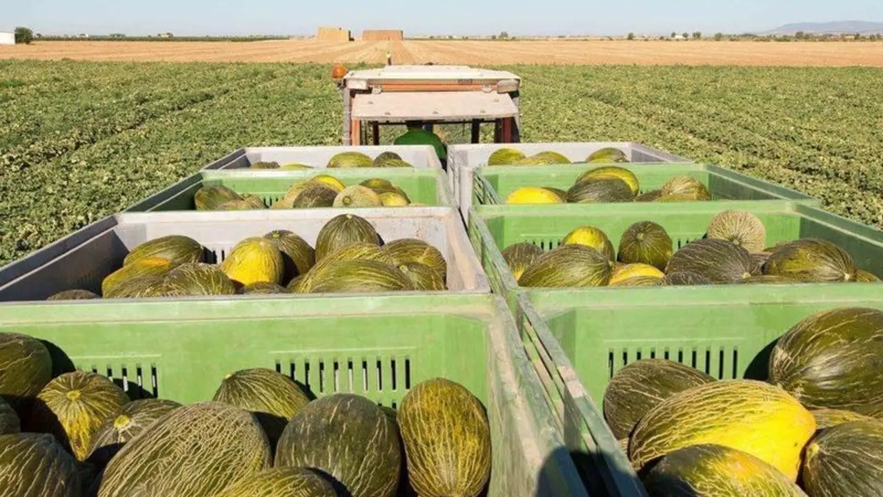Mel&oacute;n piel de sapo en el campo