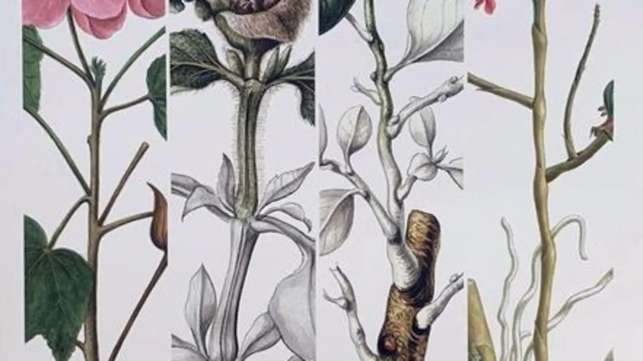 12-08-2021 El Real Jard&radic;&ne;n Bot&radic;&deg;nico publica los dibujos extraordinarios de las expediciones cient&radic;&ne;ficas.

El Real Jard&radic;&ne;n Bot&radic;&deg;nico (RJB) ha publicado una carpeta con 12 reproducciones de dibujos creados en distintas expediciones cient&radic;&ne;ficas organizadas por la Corona espa&radic;&plusmn;ola y el Real Jard&radic;&ne;n Bot&radic;&deg;nico durante el Siglo XVIII. Los dibujos est&radic;&deg;n custodiados por el Archivo de RJB, y ahora se divulgan con motivo del 265&not;&int; aniversario de su creaci&radic;&ge;n.

SOCIEDAD
EL REAL JARD&radic;&ccedil;N BOT&radic;&Aring;NICO
