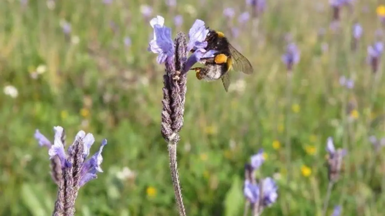  fotonoticia_20210824113746_1920 