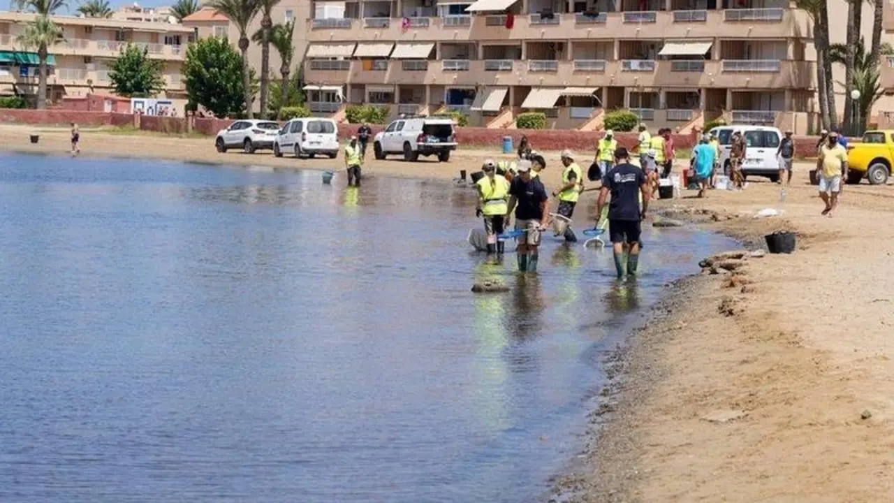  Peces muertos en el Mar Menor, labores de limpieza - AYUNTAMIENTO CARTAGENA 