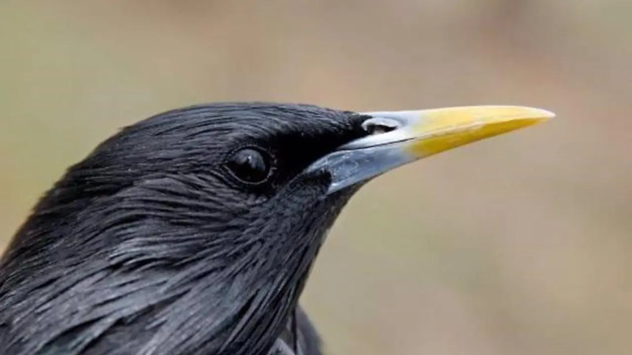27-08-2021 Estornino 'Sturnus unicolor'.

Los estorninos modifican sus estrategias de b&radic;&int;squeda de pareja y de reproducci&radic;&ge;n en funci&radic;&ge;n de las circunstancias ecol&radic;&ge;gicas y sociales, seg&radic;&int;n ha demostrado un equipo internacional en el que participa el Museo Nacional de Ciencias Naturales (MNCN-CSIC).

EUROPA ESPA&radic;&euml;A SOCIEDAD
MNCN
