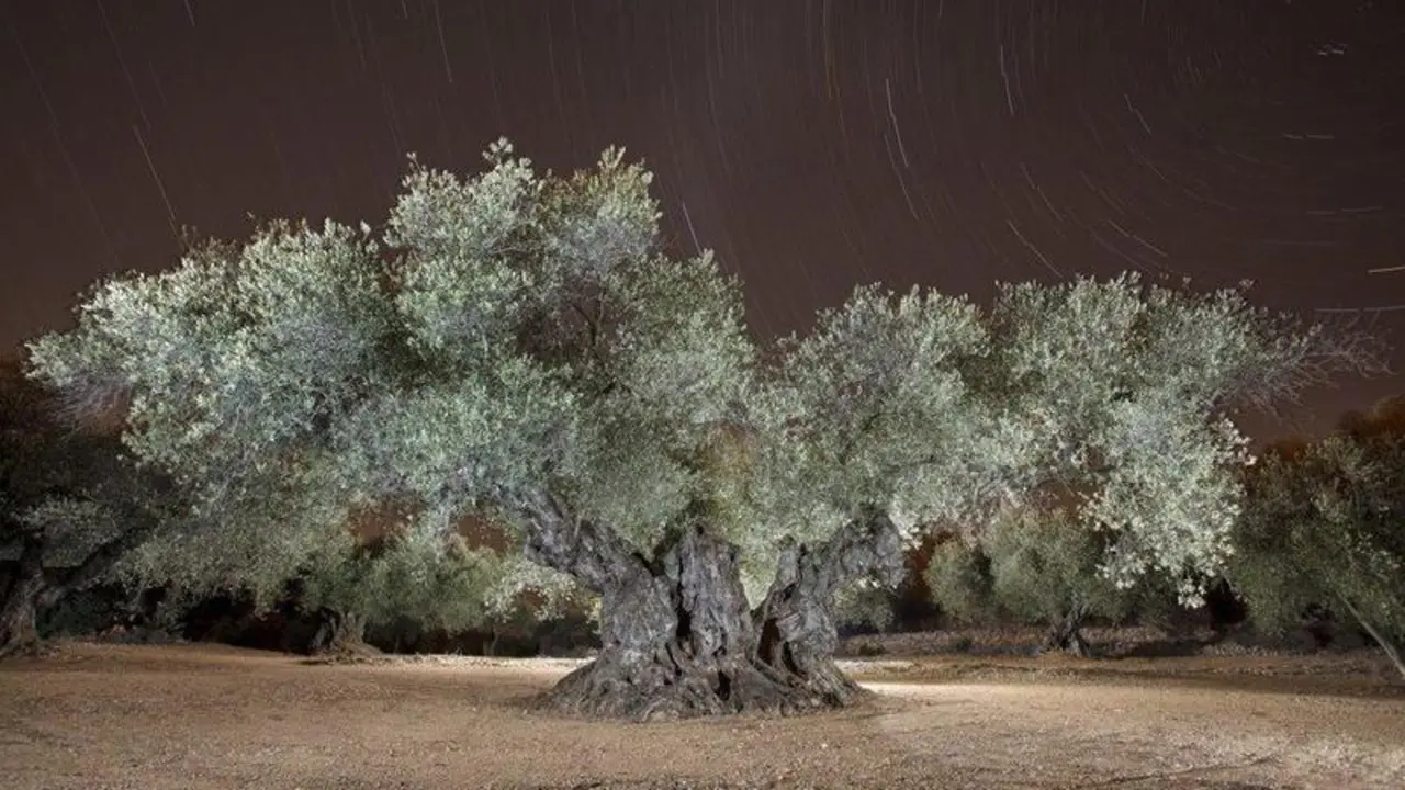  Info, el mejor olivo del Mediterr&aacute;neo 