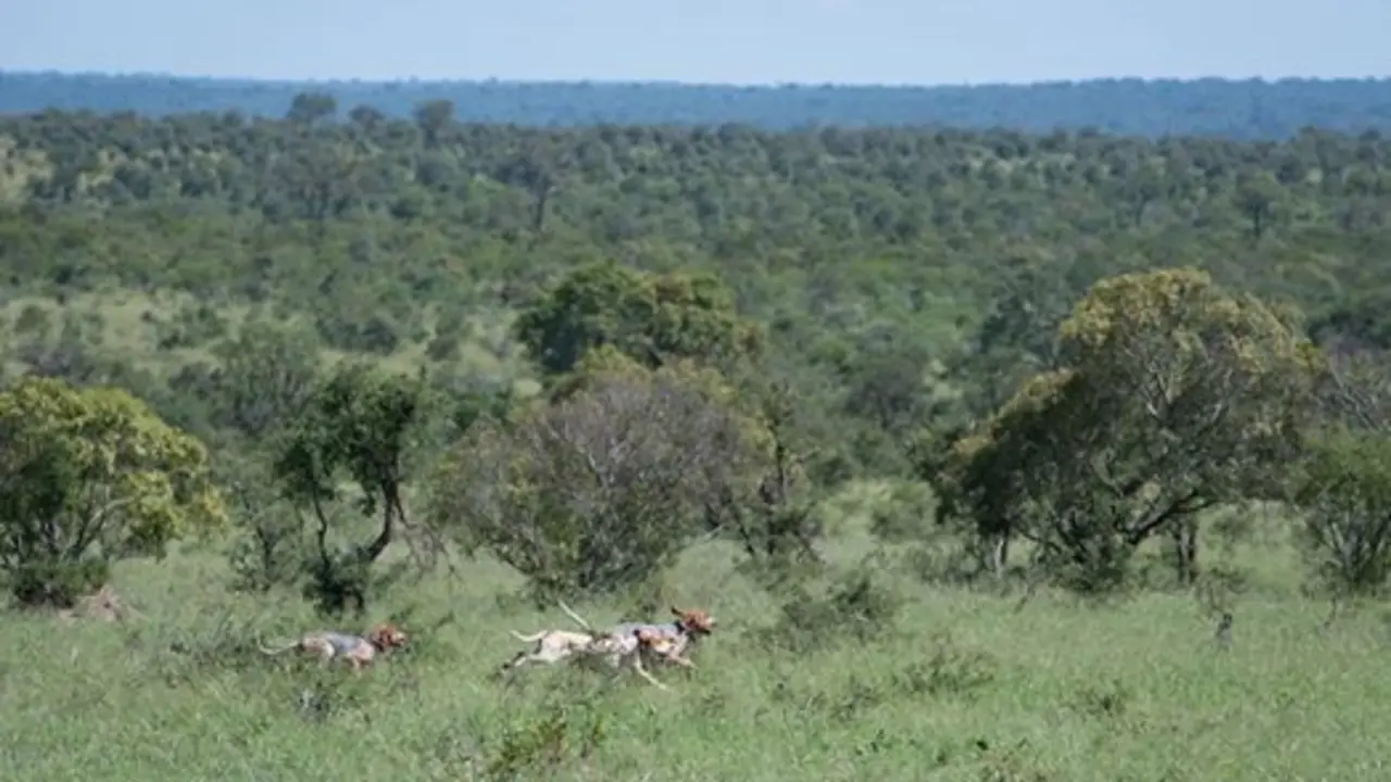  Estos perros han conseguido salvar a 45 rinocerontes de la caza furtiva.

Fuente: Southern African Wildlife College (Instagram). 