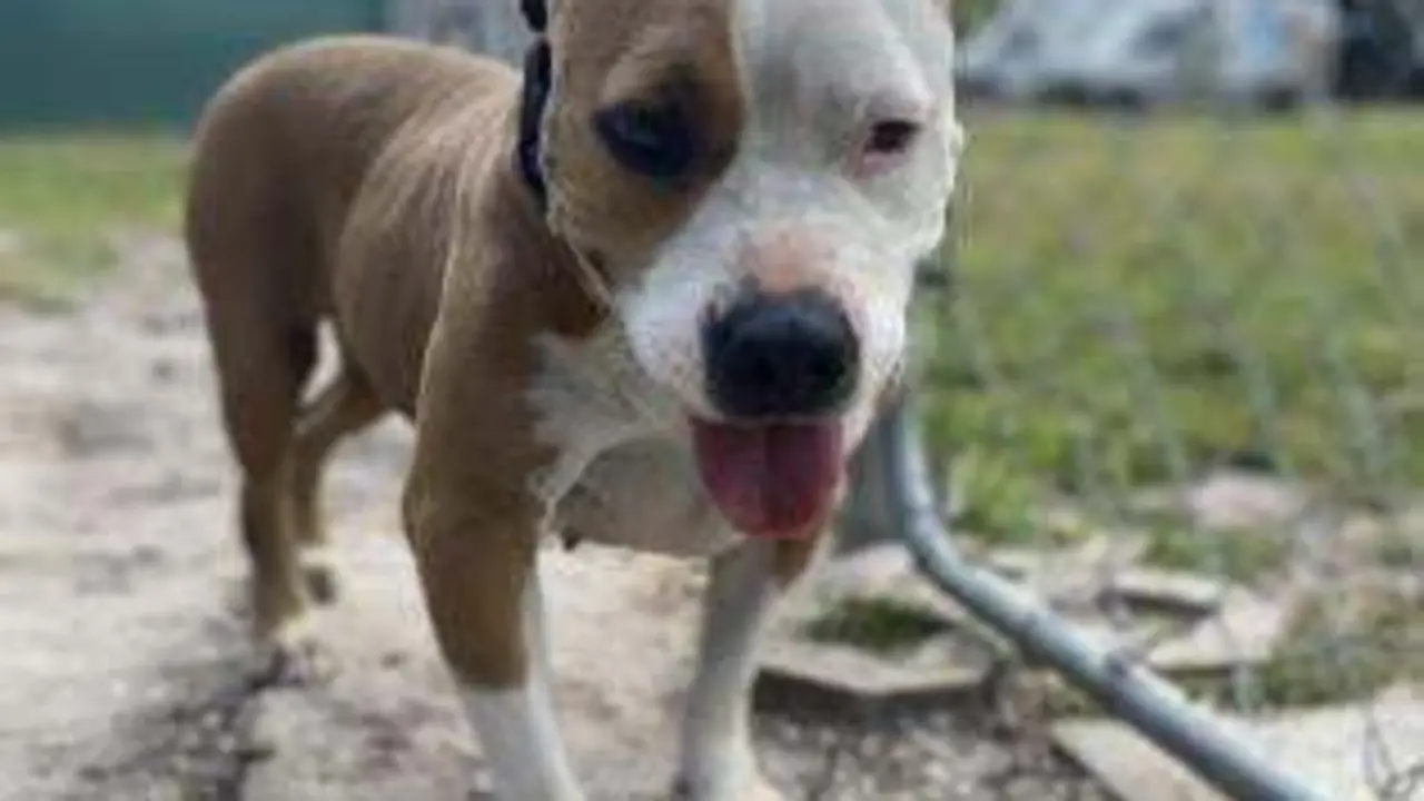  Im&aacute;gen de uno de los perros del refugio de Florida, Halifax Humane Society 