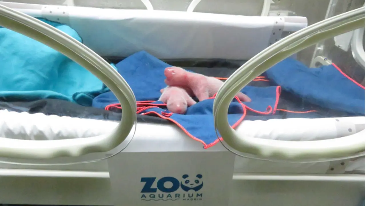  Gemelos oso panda en el Zoo Aquarium Madrid - ZOO AQUARIUM MADRID 