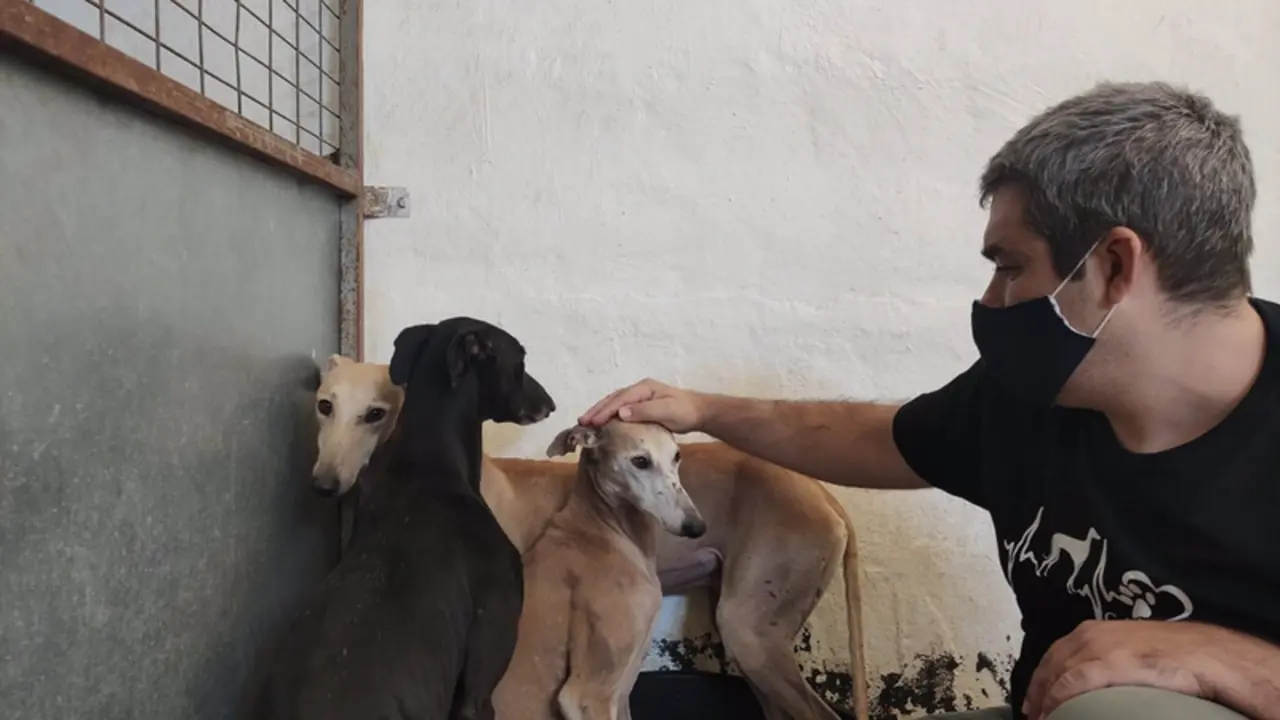  Galgos rescatados por la protectora Galgos del Sur. - GALGOS DEL SUR 