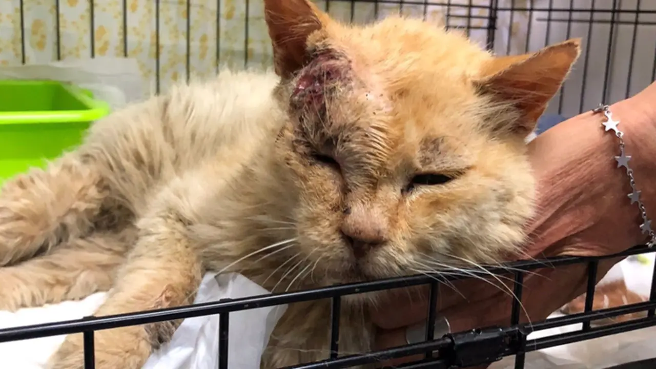 <p> Gato afectado por el volc&aacute;n de La Palma - FUNDACI&Oacute;N FRANZ WEBER </p>