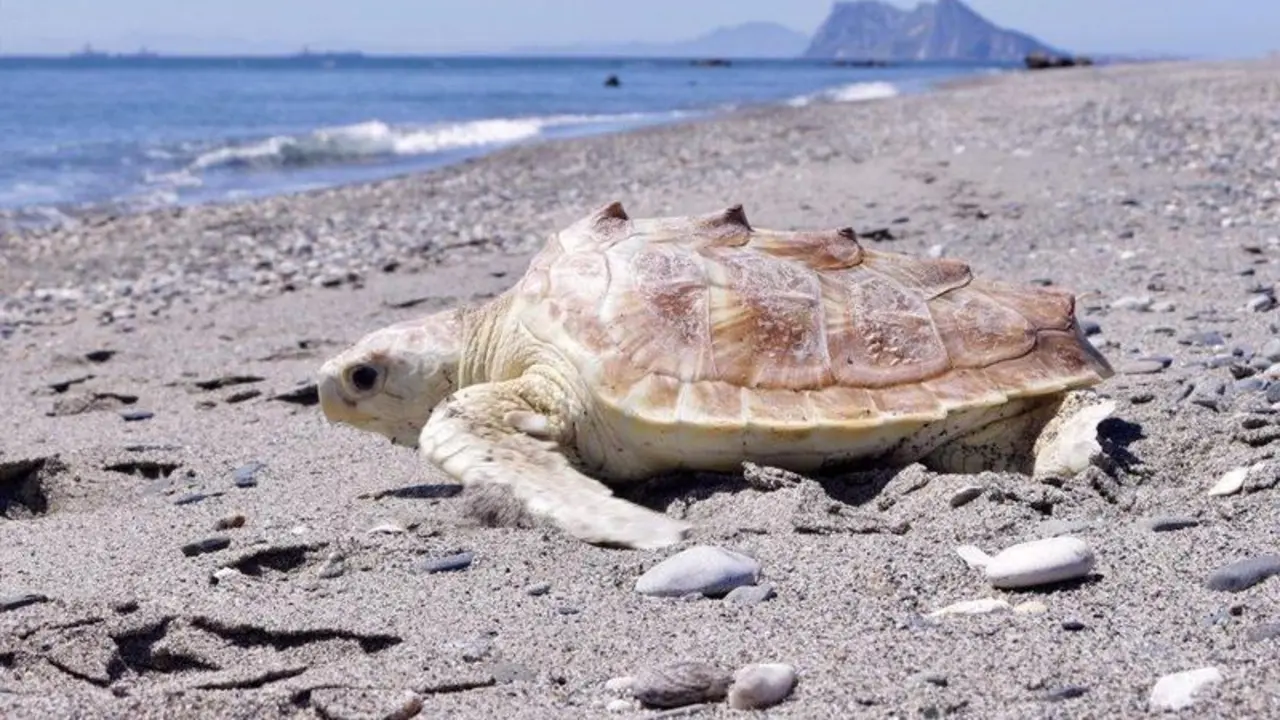 Tortuga Boba - Amaya