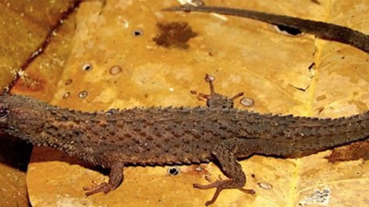 <p> Archivo - Ejemplar de 'Kataphraktosaurus ungerhamiltoni' a partir del cual se ha descrito la especie - FERNANDO ROJAS-RUNJAIC - Archivo </p>