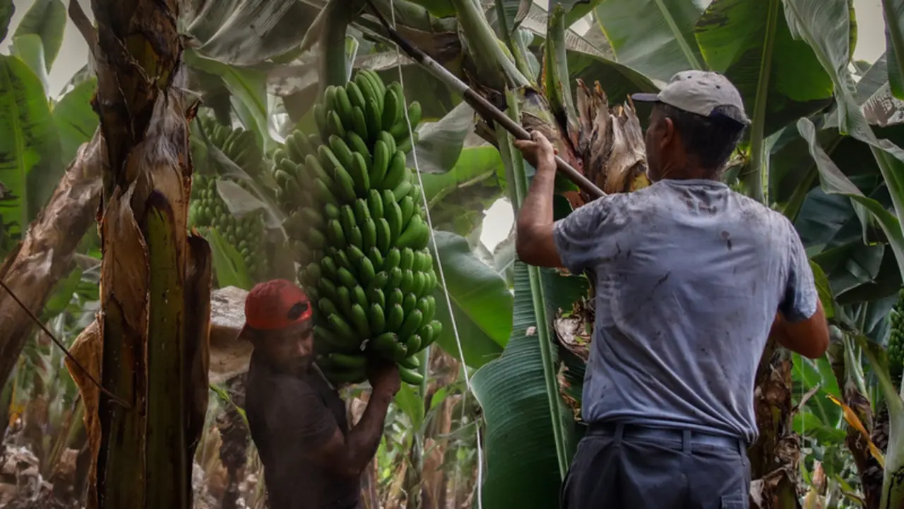 <p> Dos agricultores llenos de ceniza recogen las pi&ntilde;as de pl&aacute;tanos en Tazacorte - Kike Rinc&oacute;n - Europa Press </p>