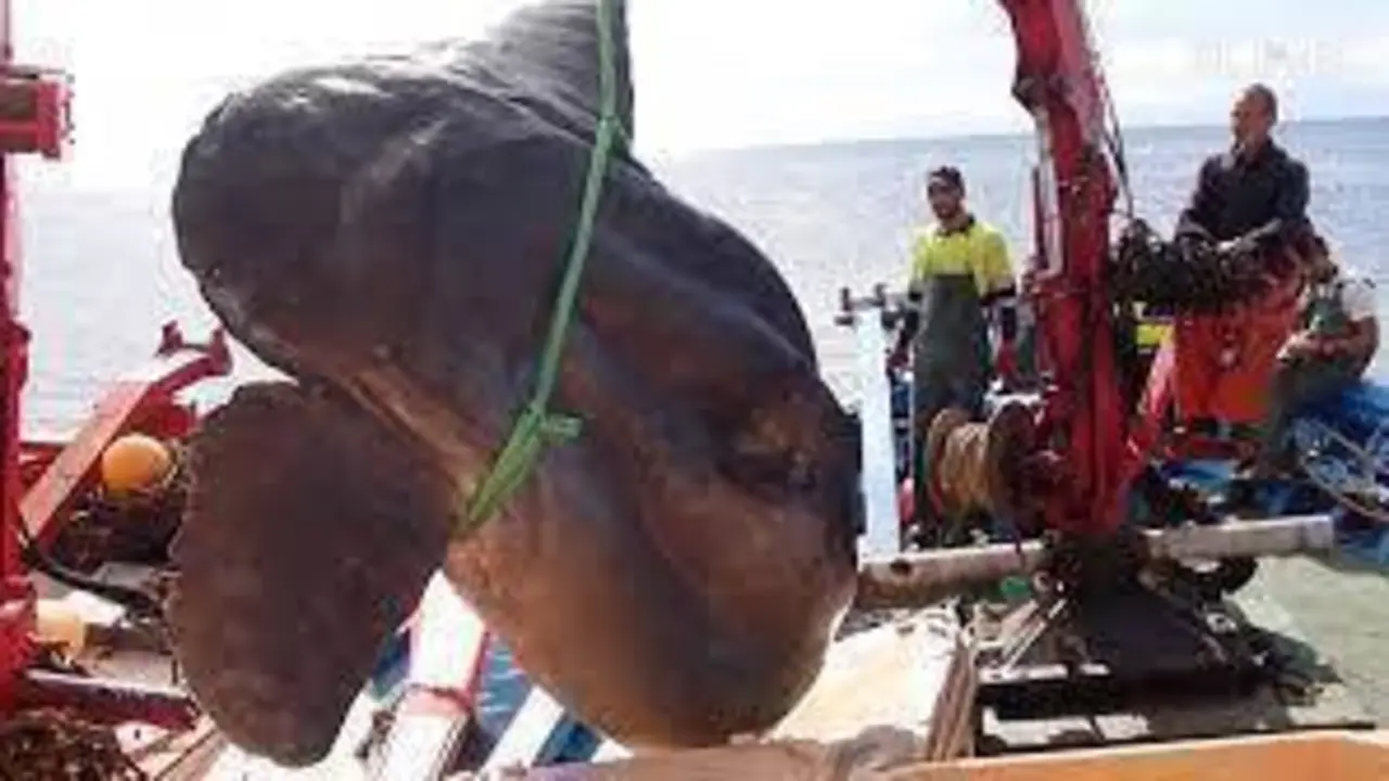 <p> descarga (2) </p>