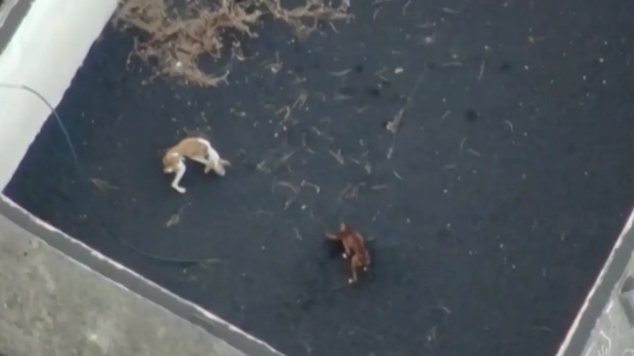 <p> Perros en La Palma </p>