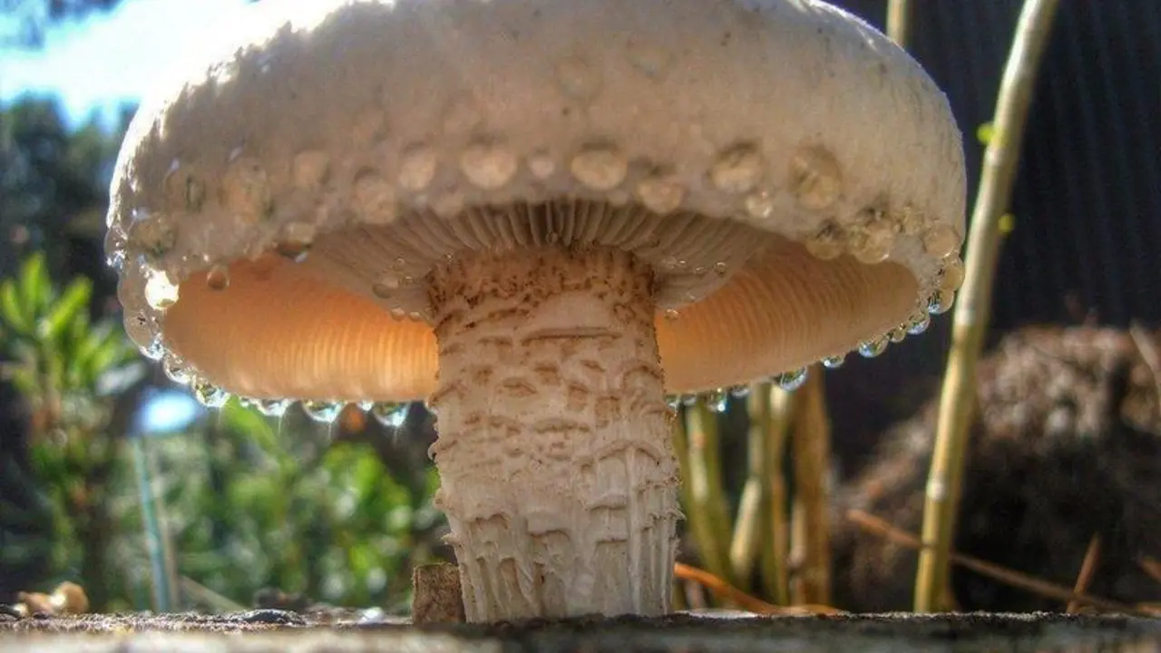 <p> Creative Commons. </p>