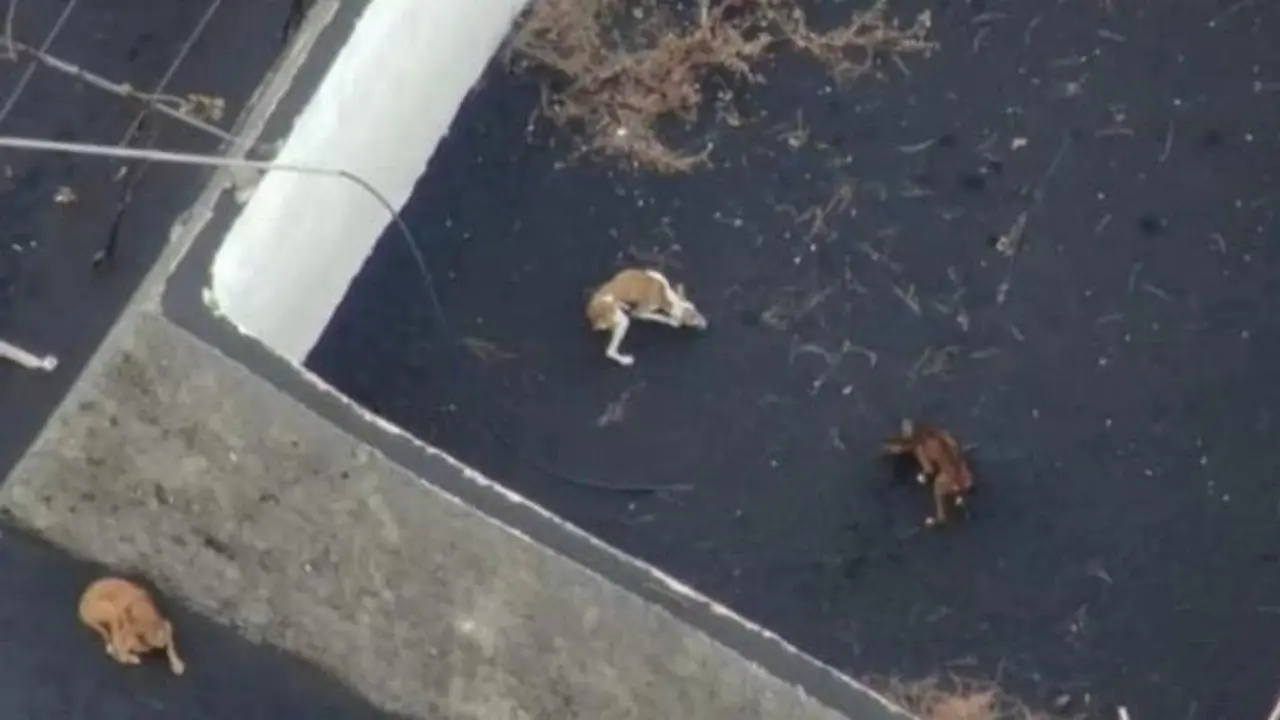 <p> Los perros atrapados dentro de una vivienda por el volc&aacute;n de La Palma </p>