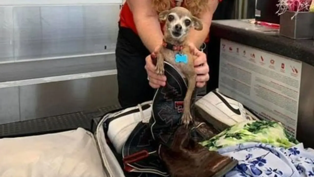 <p> Icky dentro de la bota de cuero de su due&ntilde;o </p>