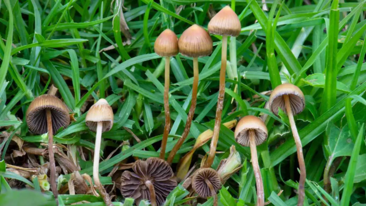 <p> imagen_2021-10-26_110430 </p>