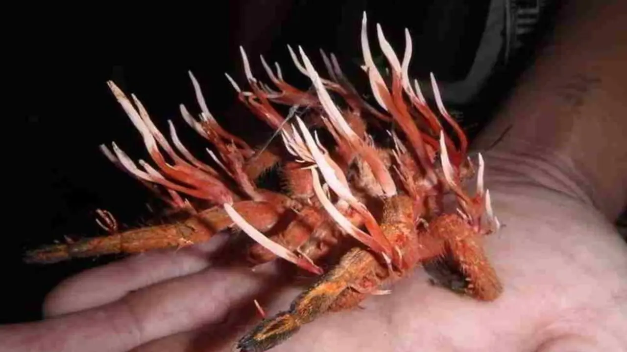 <p> El hongo Cordyceps lleva siendo usado en la medicina oriental durante muchos, muchos a&ntilde;os. </p>