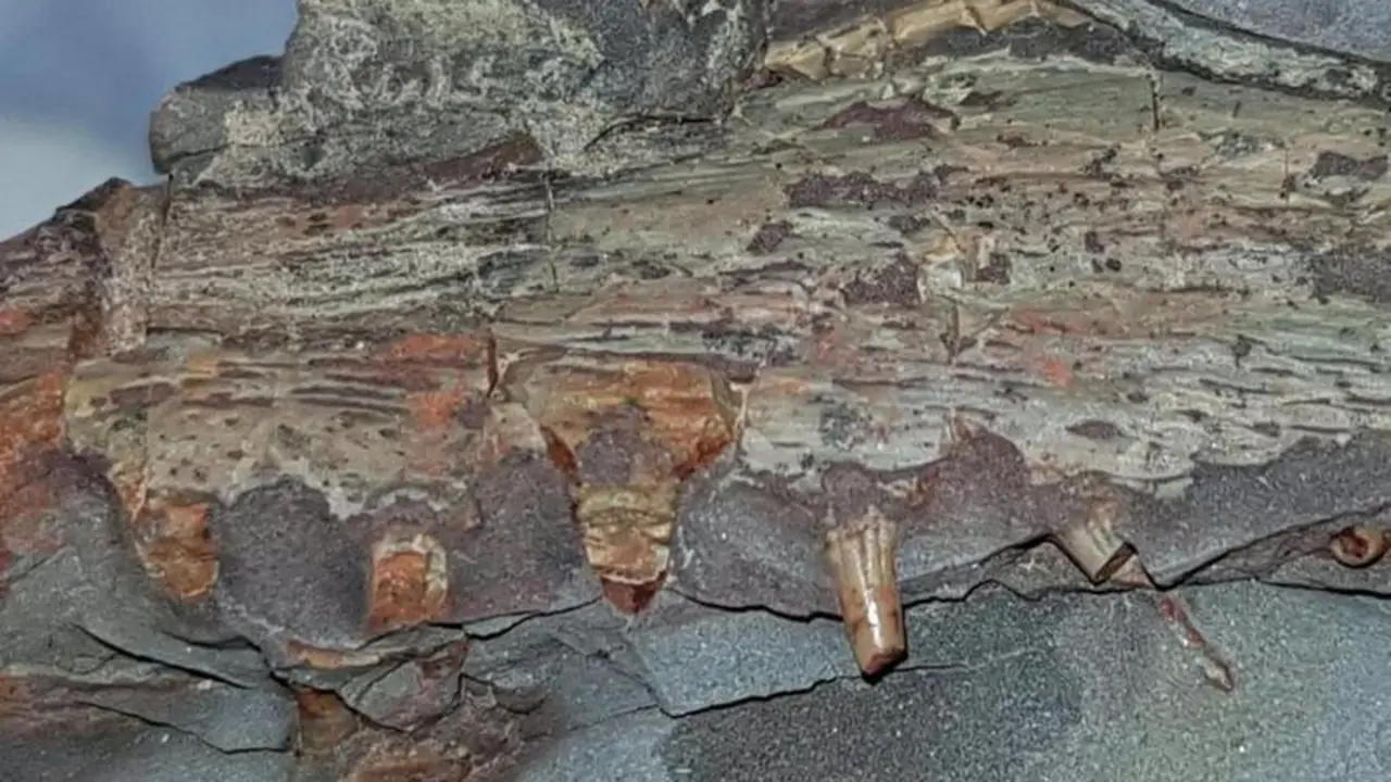 <p> Restos f&oacute;siles de tiburones y anfibios de 300 millones de a&ntilde;os de antig&uuml;edad hallados en Puertollano - JCCM </p>