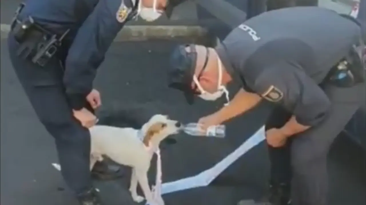 <p> Polic&iacute;as dando de beber al sediento animal. Fuente: Twitter </p>