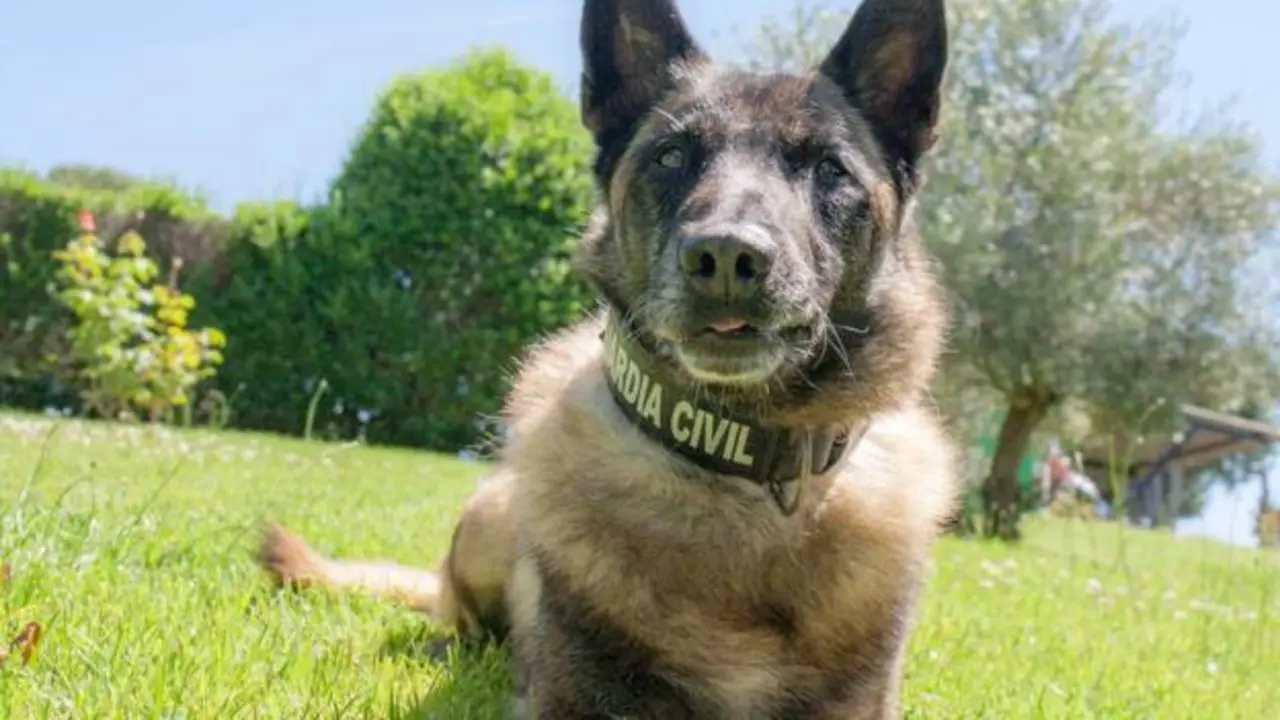 <p> Perro de la Guardia Civil </p>
