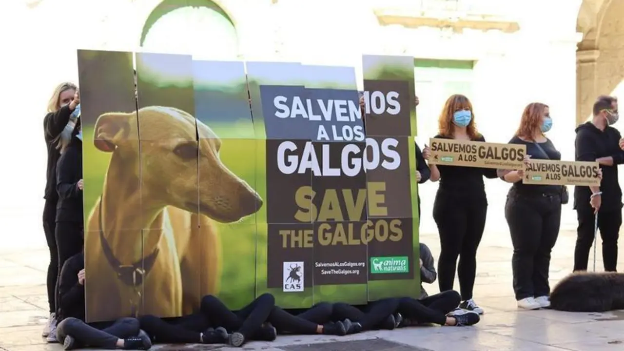 <p> AnimaNaturalis y CAS International se concentran para exigir protecci&oacute;n para los galgos usados en la caza y carreras. </p>