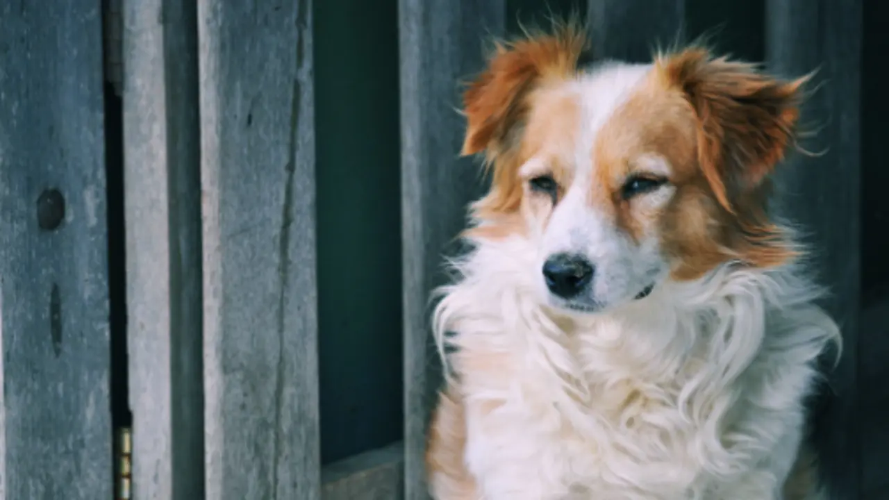 <p> Creative Commons </p>